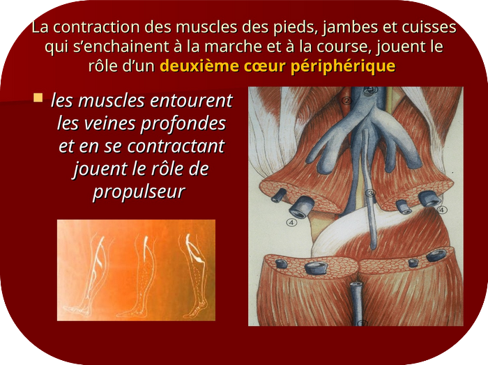 contraction muscles pieds jambes cuisses