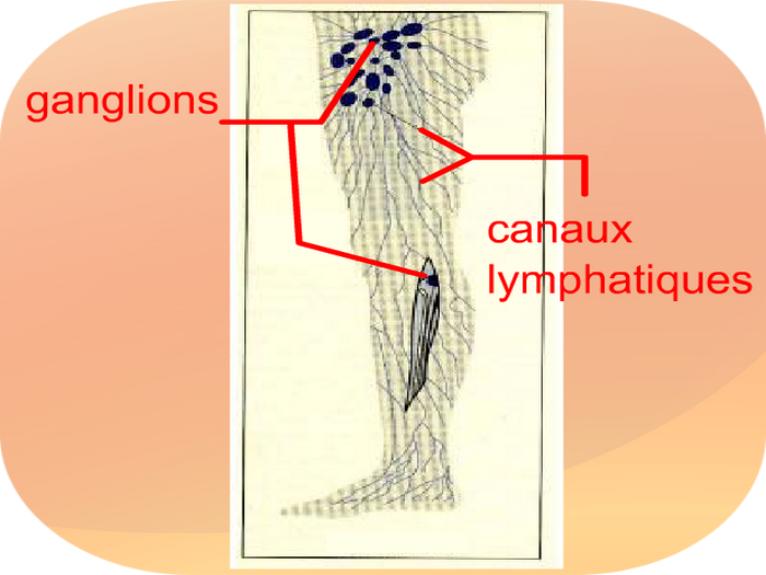 Ganglions canaux lymphatiques