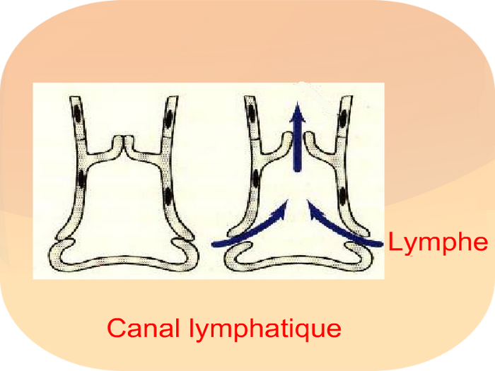 Lymphe Canal lymphatique