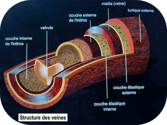 Structures veines