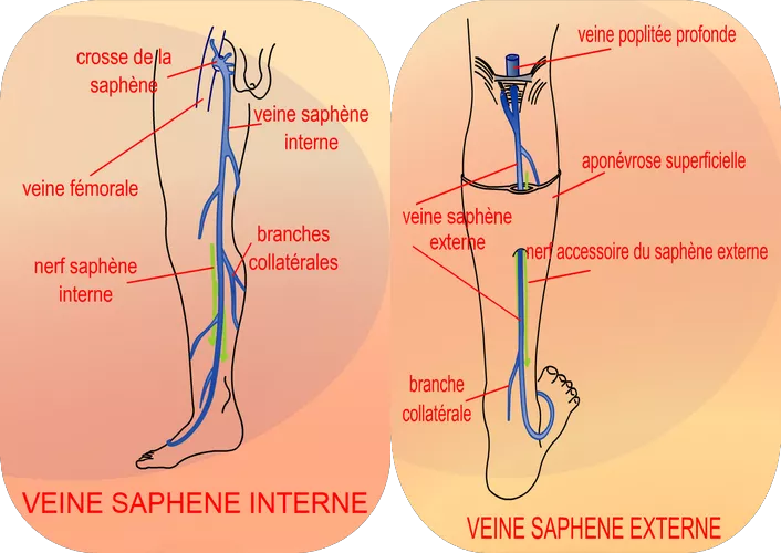 Anatomie simplifi&eacute;e des veines superficielles